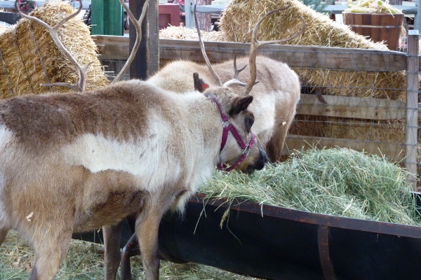 DL – Reindeer Grass and Hay