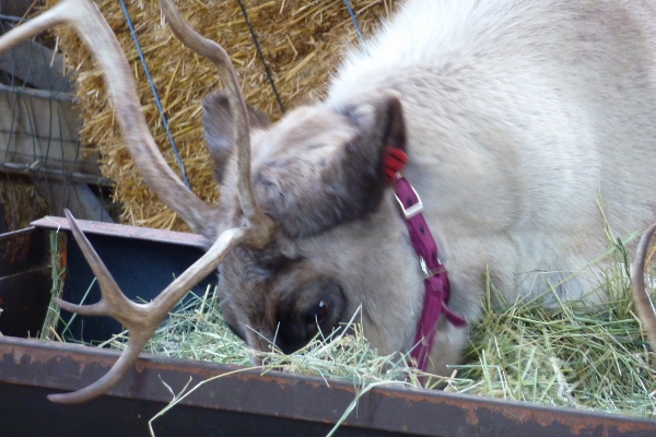 DL – Reindeer Close up