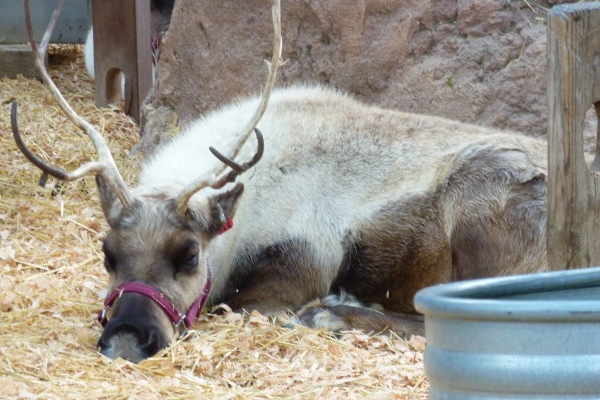 DL – Reindeer Lying Down