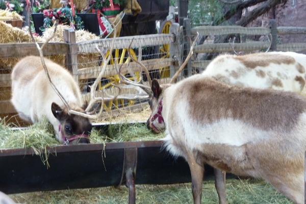 DL – Reindeer Feeding 1