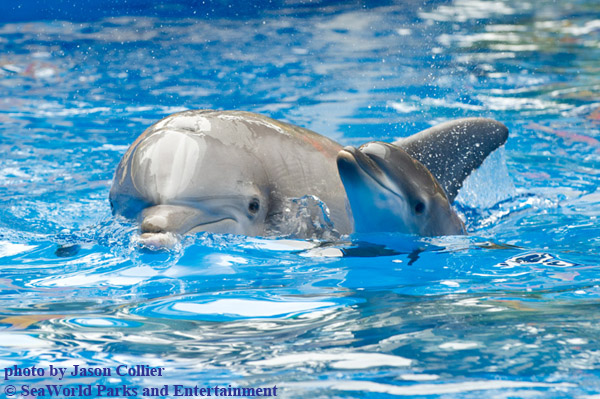 SeaWorld Orlando Welcomes New Baby Dolphin to the World