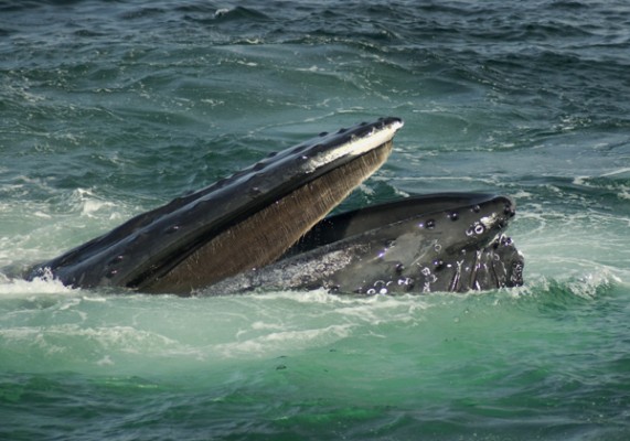 Humpback Whale Feeding