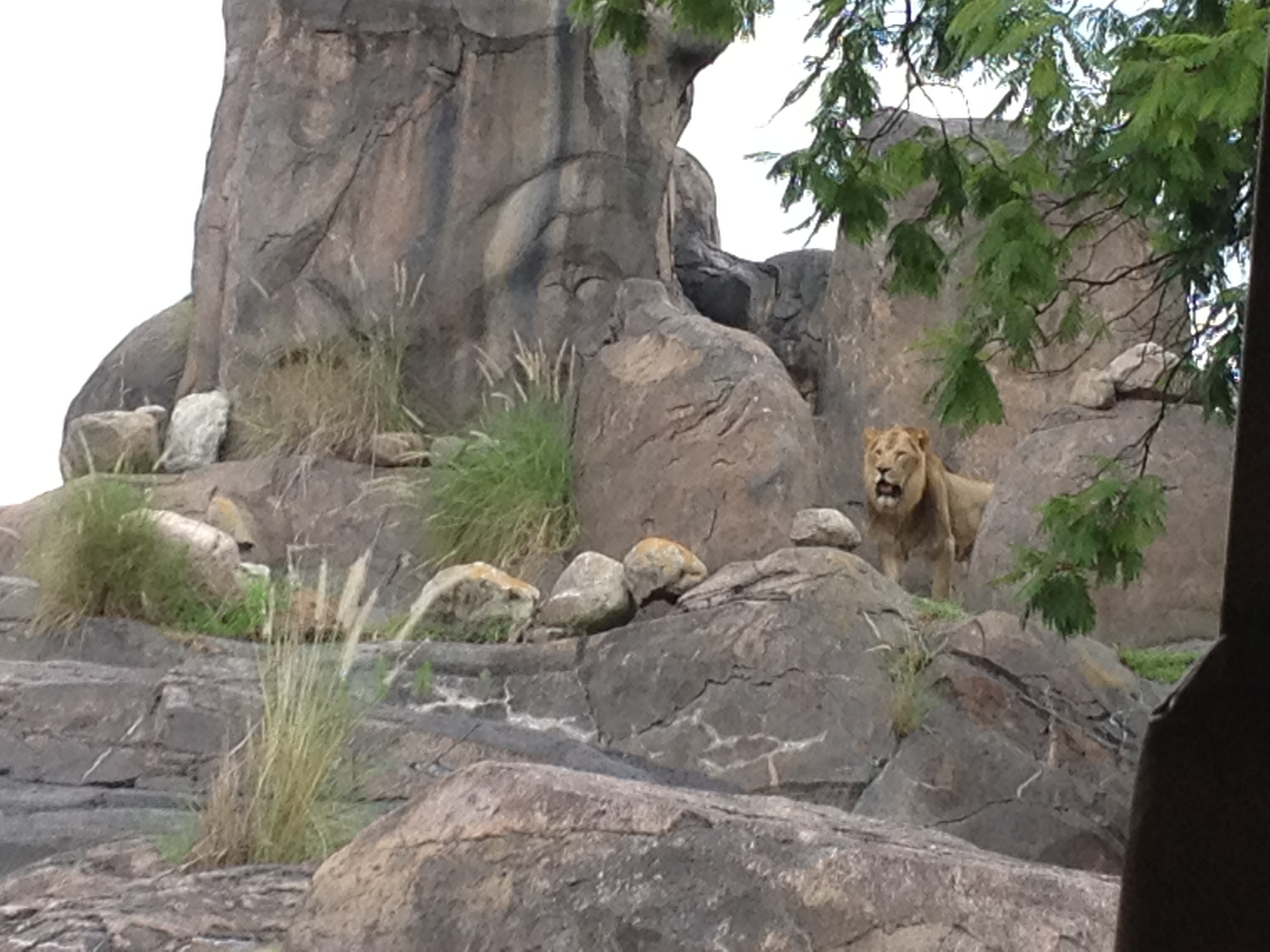 Seeking Adventure? Rediscovering Disney’s Animal Kingdom Park